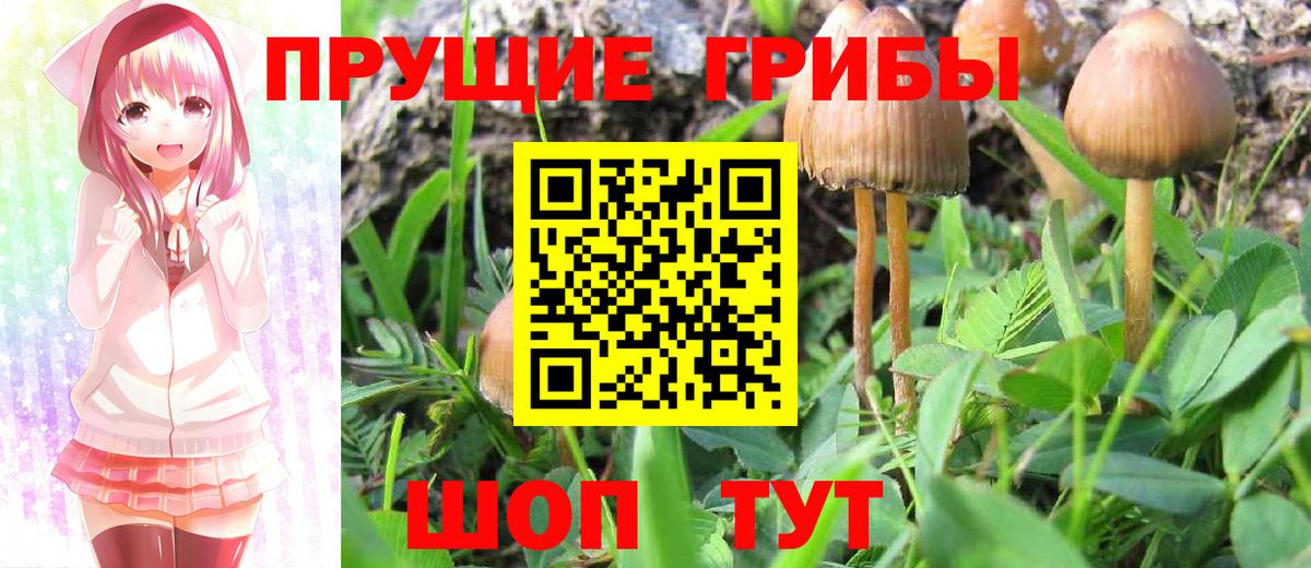 Псилоцибиновые грибы Psilocybine cubensis Новоалтайск